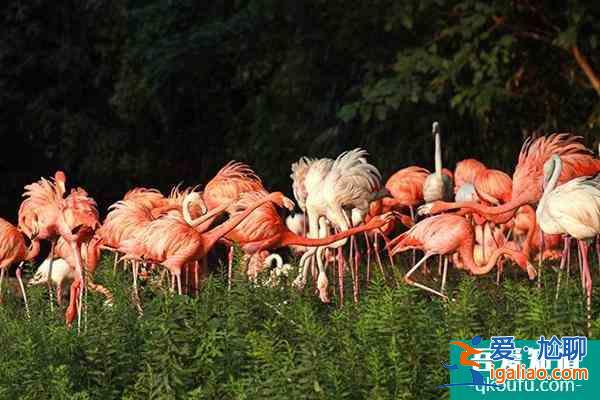 上海野生動物園攻略表 各場館展示時間是幾點？