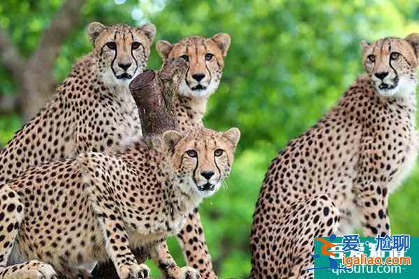 上海野生動物園攻略表 各場館展示時間是幾點？