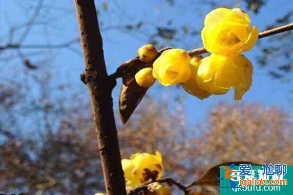 2022杭州臘梅花什么時候開 杭州臘梅花觀賞地? 2022杭州臘梅花什么時候開 杭州臘梅花觀賞地?
