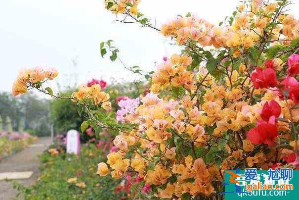 2022海口三角梅花展在哪里 什么時候舉辦？