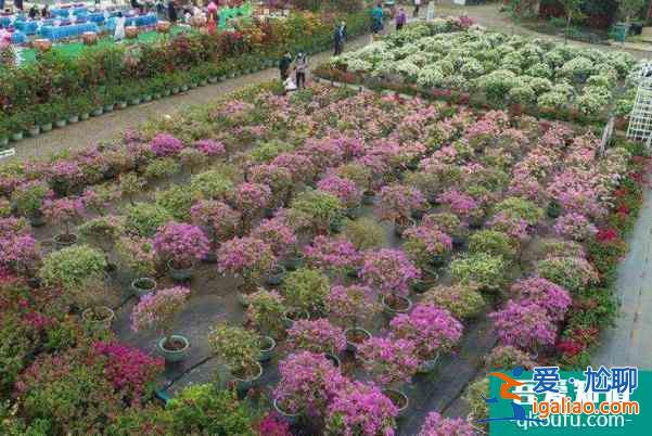 2022海口三角梅花展在哪里 什么時候舉辦？