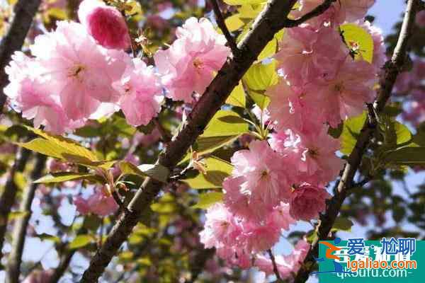 成都哪里有櫻花看 最佳賞櫻花景點推薦？