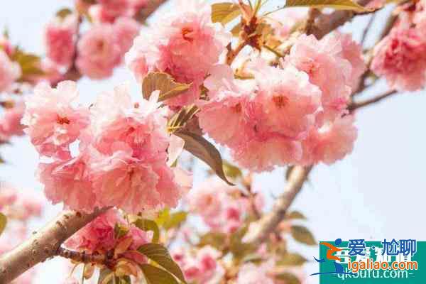 成都哪里有櫻花看 最佳賞櫻花景點推薦？