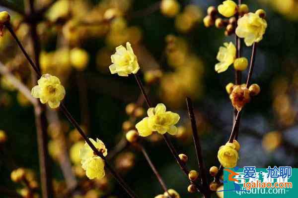成都看梅花哪里比較好？