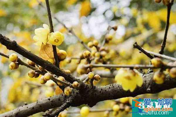 成都賞臘梅花的最好景點(diǎn)推薦？