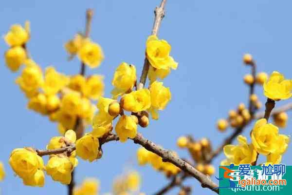 成都賞臘梅花的最好景點(diǎn)推薦？