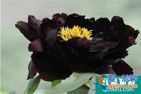 圓明園賞杜鵑花攻略？
