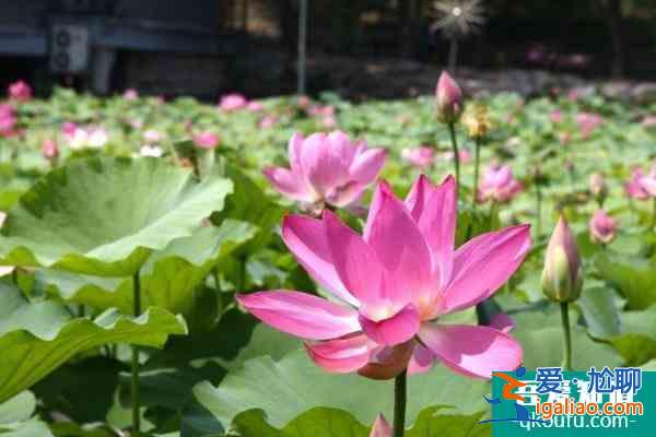 圓明園荷花節開放時間以及游玩攻略介紹？