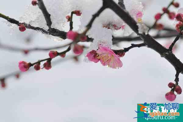 2022重慶看紅梅花的地方在哪里 附賞花時間？