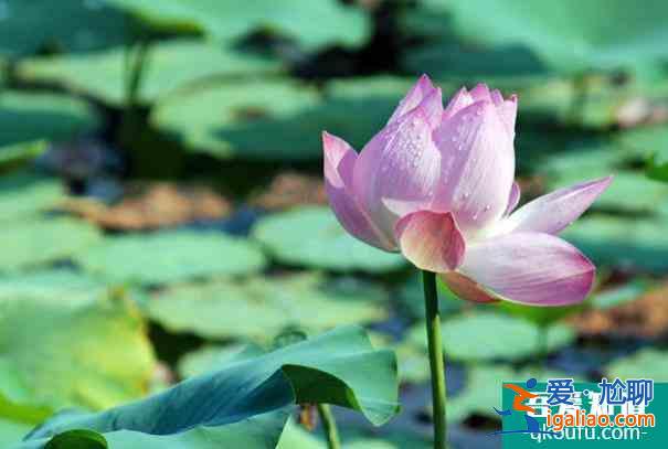 圓明園荷花節開放時間以及游玩攻略介紹？