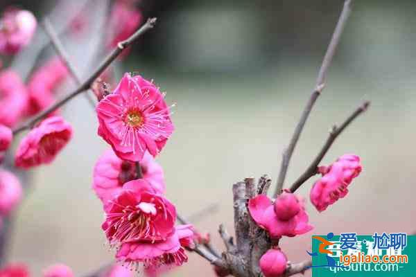 2022重慶看紅梅花的地方在哪里 附賞花時間？