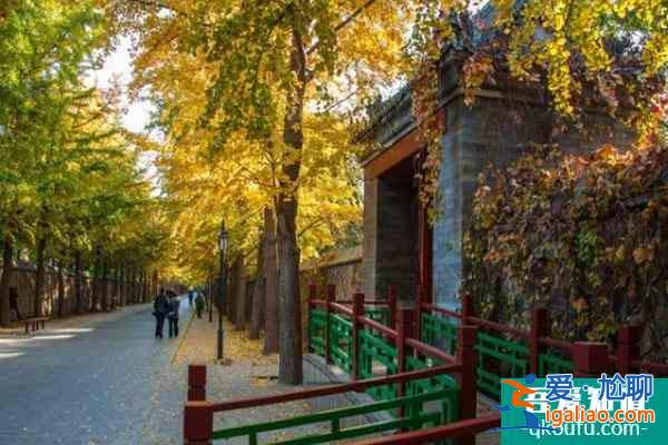 圓明園銀杏大道最佳觀賞期2022 什么時候變黃？