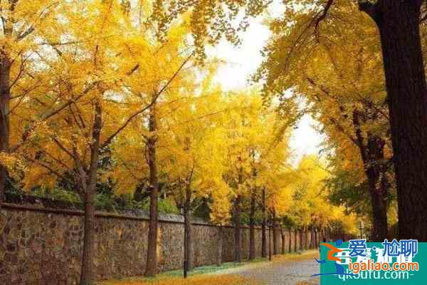 圓明園銀杏大道最佳觀賞期2022 什么時候變黃？