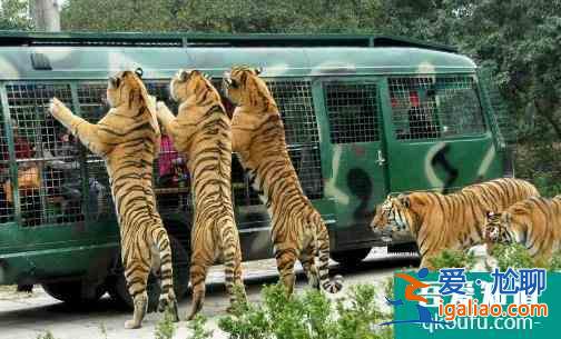 北京八達嶺野生動物園門票多少錢(附優惠信息)？