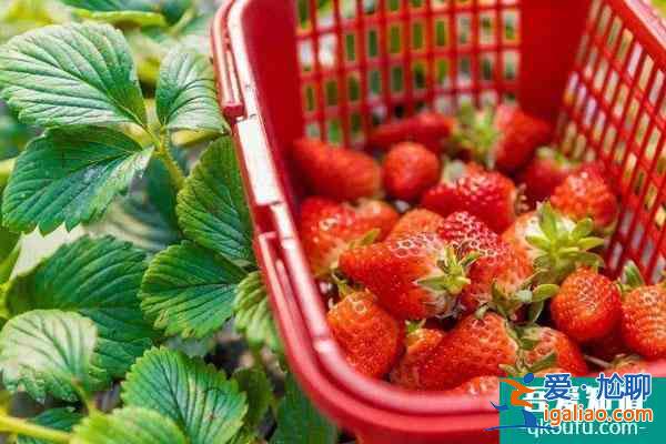 2022福州哪里有地方摘草莓 福州草莓園在哪里？
