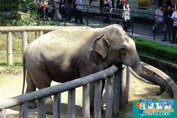 2022受疫情影響天津動(dòng)物園暫停對(duì)外開(kāi)放？