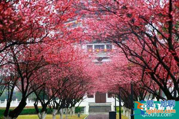 長(zhǎng)沙梅花幾月份開(kāi) 附最佳觀賞時(shí)間和地點(diǎn)？