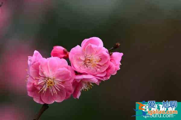 長(zhǎng)沙梅花幾月份開(kāi) 附最佳觀賞時(shí)間和地點(diǎn)？