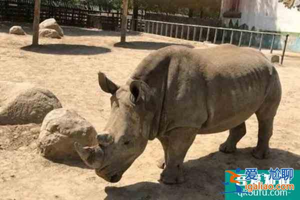 2022受疫情影響天津動(dòng)物園暫停對(duì)外開(kāi)放？