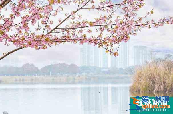 成都青龍湖濕地公園動櫻花觀賞攻略 冬天的櫻花開了？