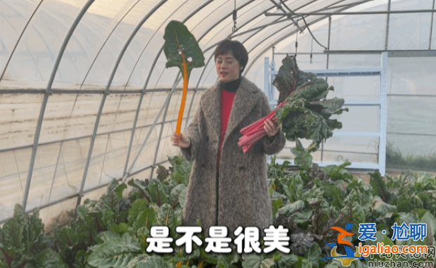 孫儷近況曝光!承包大棚翻土播種 網友留言紛紛點贊