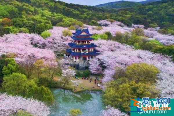 2022無錫黿頭渚櫻花什么時候最好看 黿頭渚櫻花最佳觀賞期？
