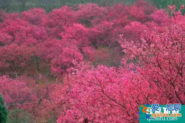 重慶春季哪里有花海的景點？