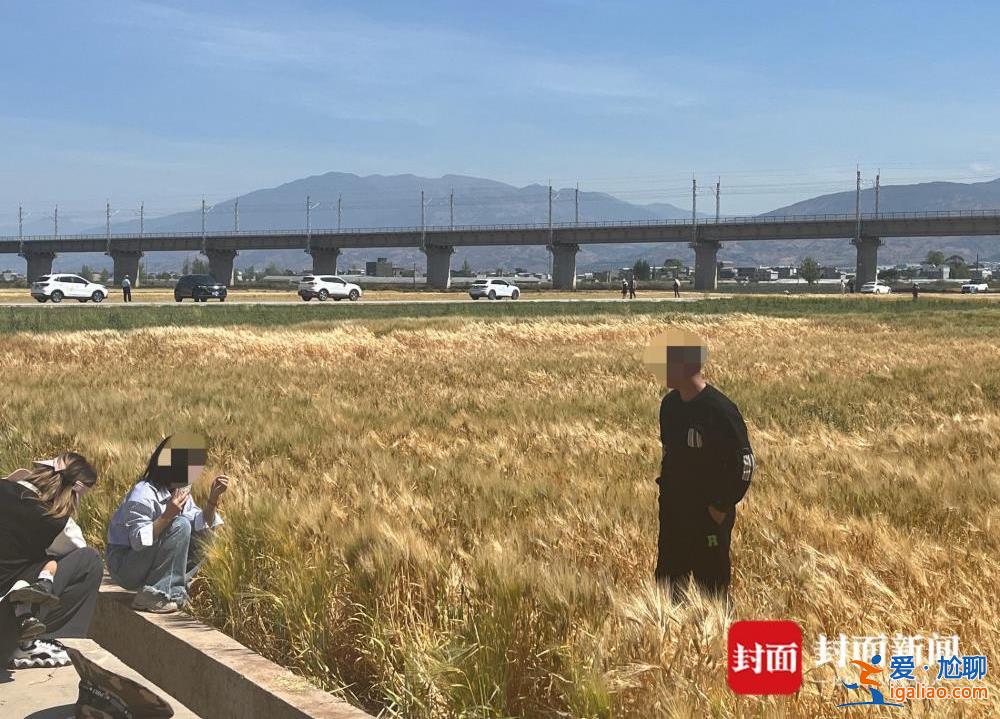 四川西昌一麥田變身網(wǎng)紅打卡地 即將成熟的麥子被游客踩踏成片倒下？