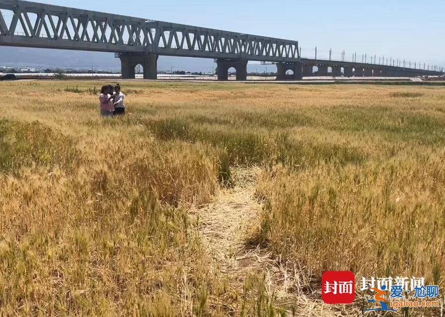 四川西昌一麥田變身網(wǎng)紅打卡地 即將成熟的麥子被游客踩踏成片倒下？
