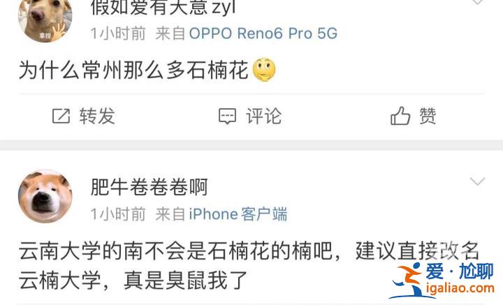 味道不可描述！石楠花又腥又臭 為什么還全國各地大面積種？