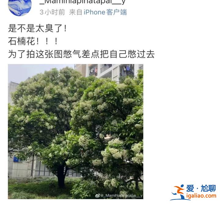 味道不可描述！石楠花又腥又臭 為什么還全國各地大面積種？