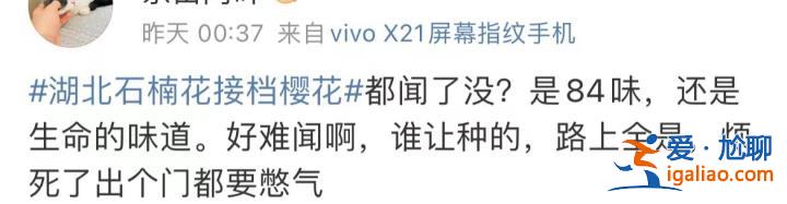 味道不可描述！石楠花又腥又臭 為什么還全國各地大面積種？