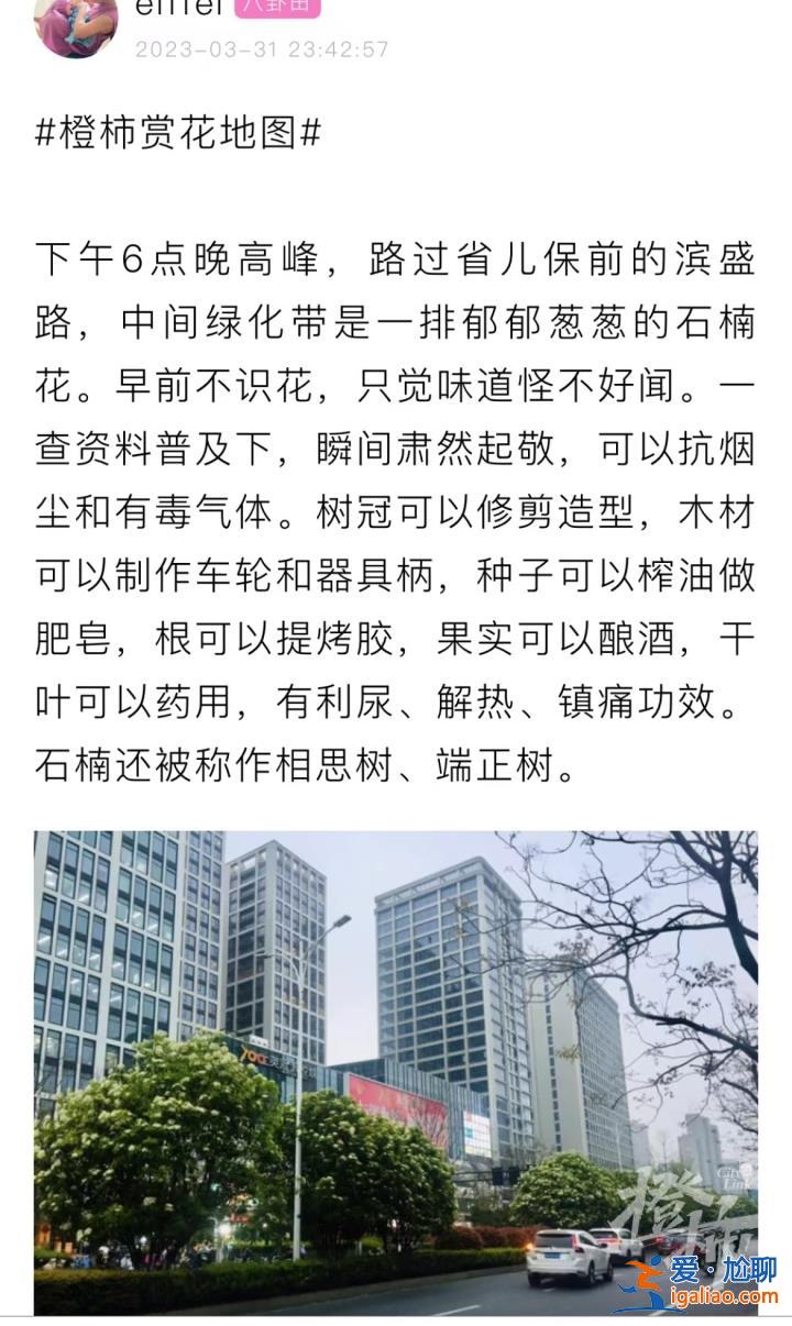 味道不可描述！石楠花又腥又臭 為什么還全國各地大面積種？