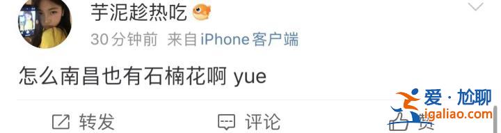 味道不可描述！石楠花又腥又臭 為什么還全國各地大面積種？