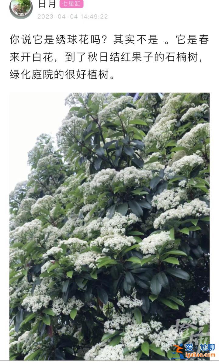 味道不可描述！石楠花又腥又臭 為什么還全國各地大面積種？