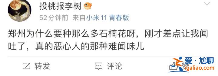 味道不可描述！石楠花又腥又臭 為什么還全國各地大面積種？