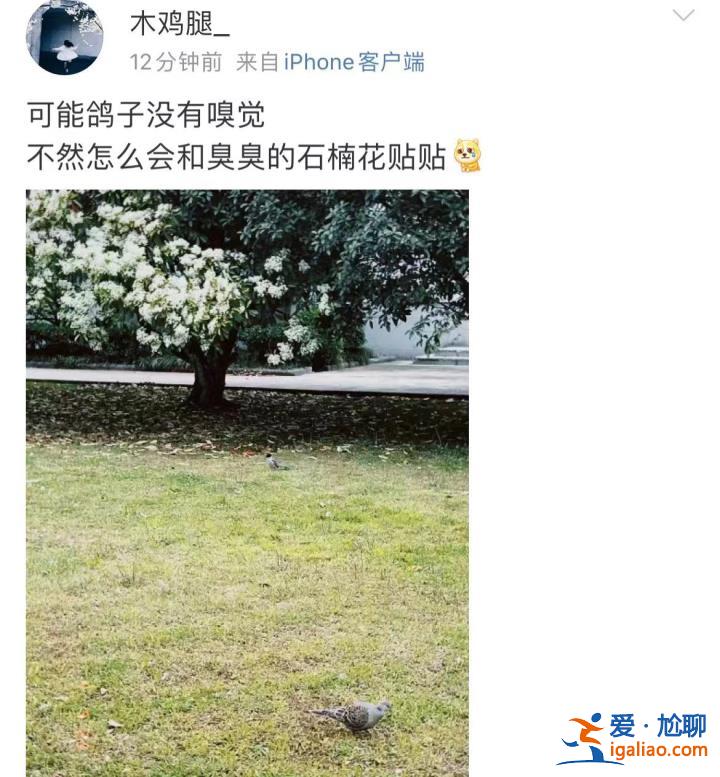 味道不可描述！石楠花又腥又臭 為什么還全國各地大面積種？