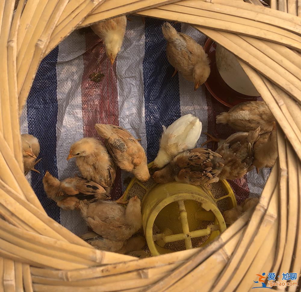 外婆77歲 還在農(nóng)村找零工? 外婆77歲 還在農(nóng)村找零工?