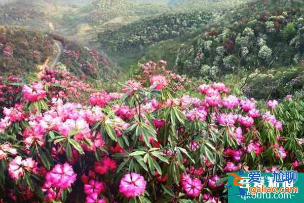 2022貴州百里杜鵑什么時(shí)候最佳賞花期 百里杜鵑及周邊旅游線路推薦？