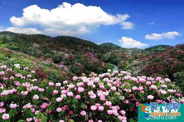 2022貴州百里杜鵑什么時(shí)候最佳賞花期 百里杜鵑及周邊旅游線路推薦？
