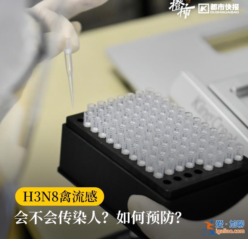 活禽接觸或是感染關鍵？