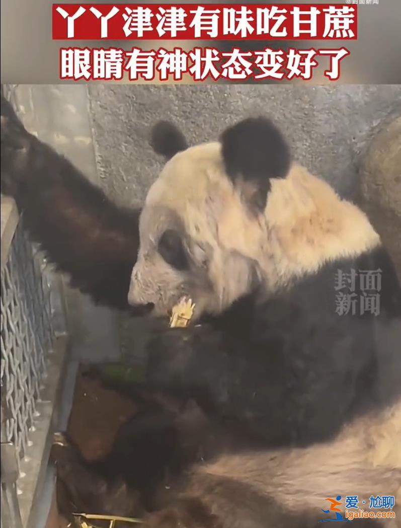 旅美大熊貓“丫丫”將由美國聯(lián)邦快遞直接送達上海 美方獸醫(yī)陪同？