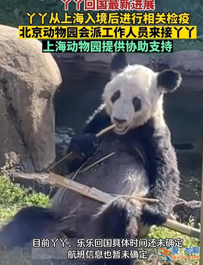 旅美大熊貓“丫丫”將由美國聯(lián)邦快遞直接送達上海 美方獸醫(yī)陪同？