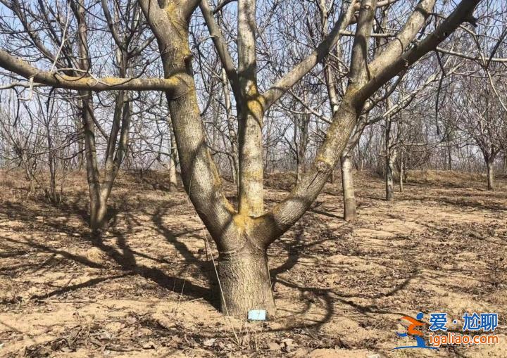 陜西咸陽近4500顆核桃樹被砍斷陷入“羅生門” 超八成正處盛果期? 陜西咸陽近4500顆核桃樹被砍斷陷入“羅生門” 超八成正處盛果期?