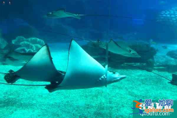 長隆海洋王國表演時間2022? 長隆海洋王國表演時間2022?