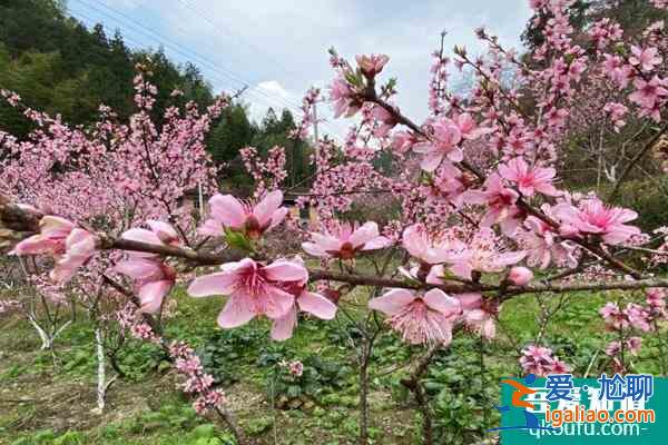 龍泉桃花開了嗎2022 龍泉桃花節是幾月幾日？