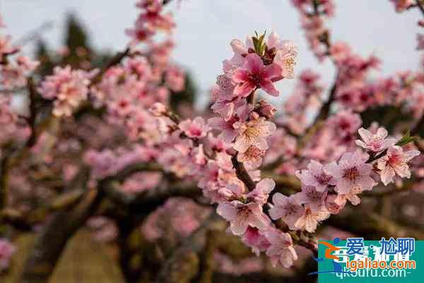 龍泉桃花開了嗎2022 龍泉桃花節是幾月幾日？