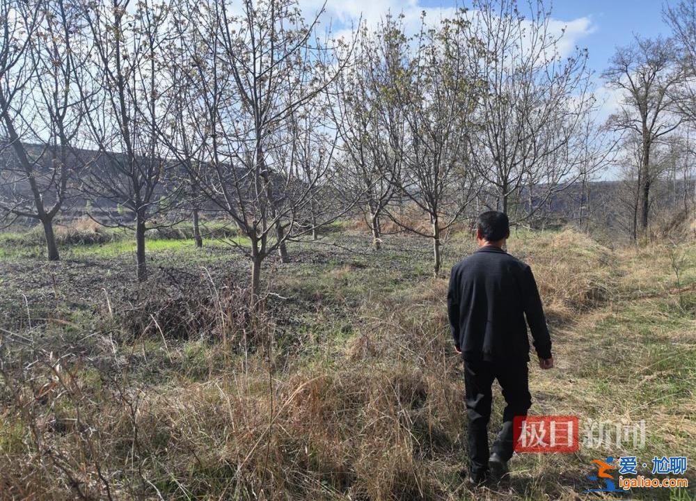 村民因合同糾紛10天砍樹1600余棵 當(dāng)?shù)爻闪⒄{(diào)查組？
