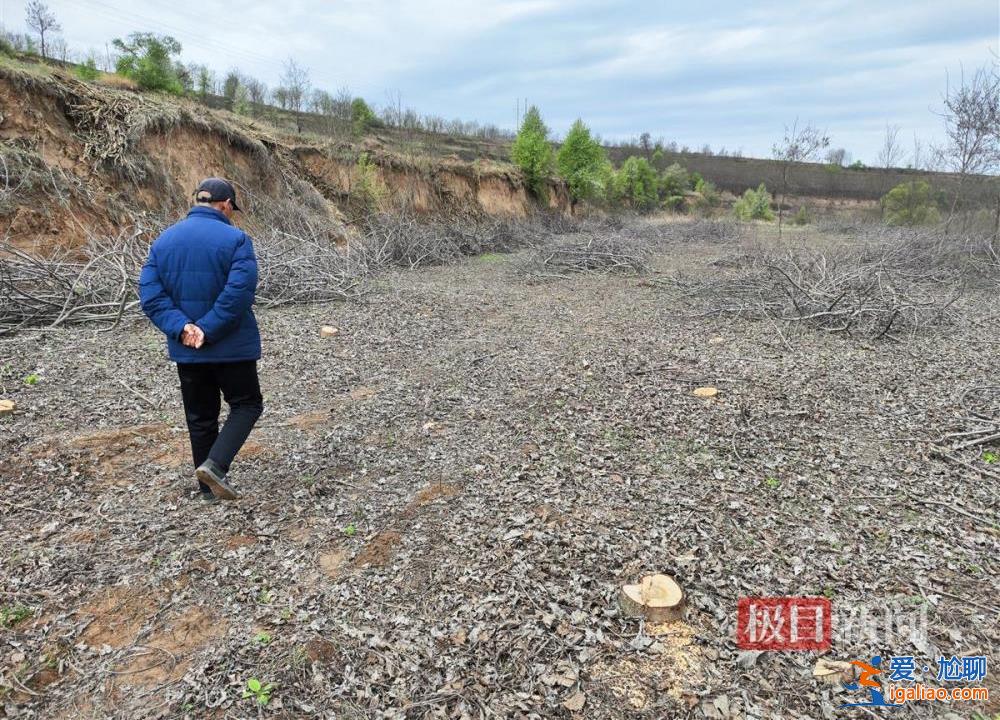 村民因合同糾紛10天砍樹1600余棵 當(dāng)?shù)爻闪⒄{(diào)查組？