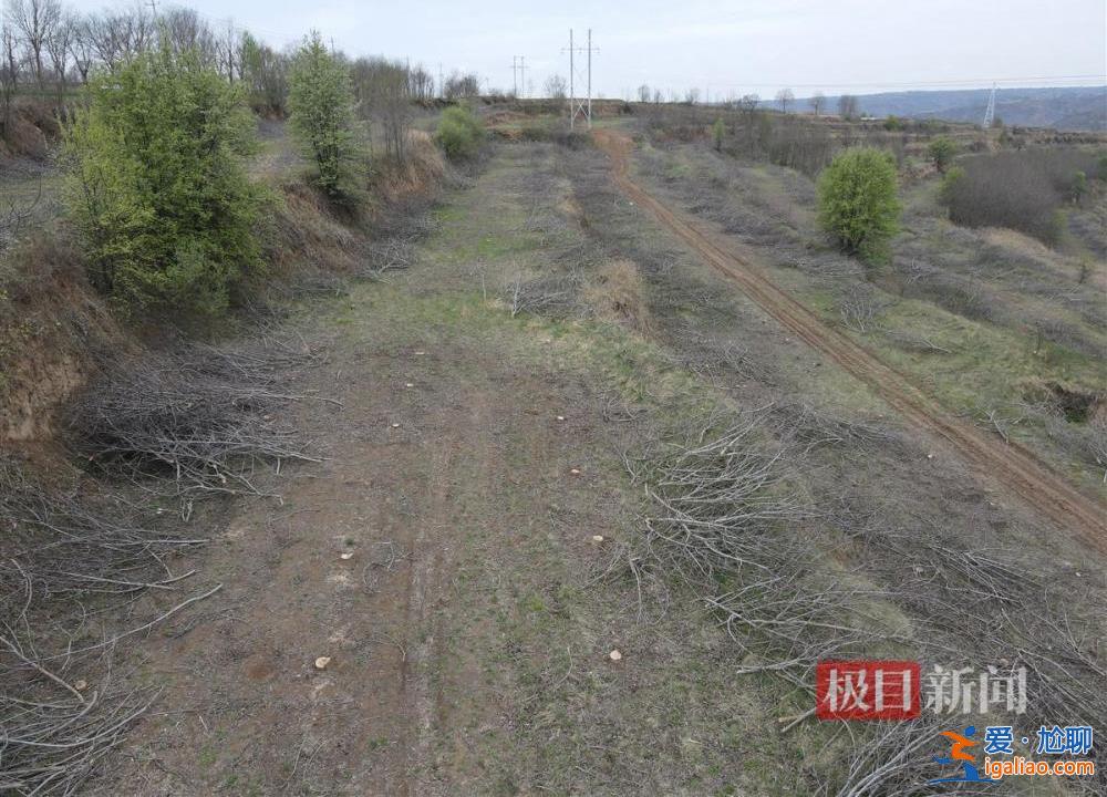 村民因合同糾紛10天砍樹1600余棵 當(dāng)?shù)爻闪⒄{(diào)查組？